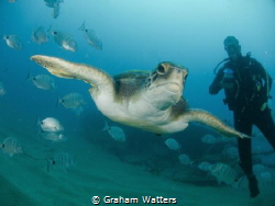 A Turtle From Tenerife by Graham Watters 